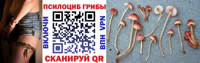 ОМГ ОМГ   где можно купить наркотик  Корсаков  Галлюциногенные грибы Psilocybine cubensis 